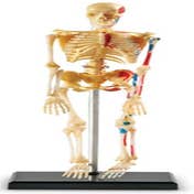 Anatomy Model - Skeleton